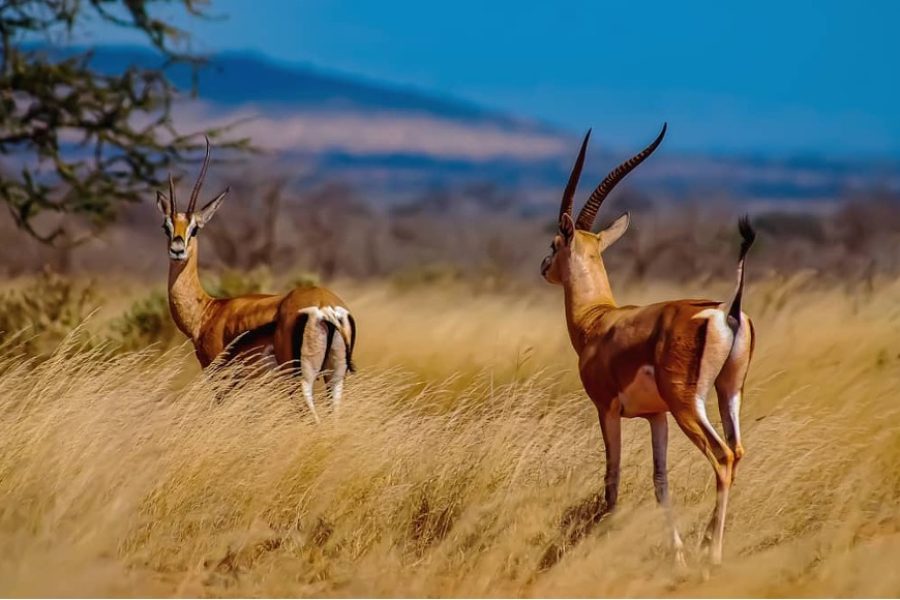 1 DAY TSAVO EAST