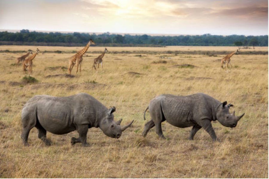 3 DAYS MASAI MARA AIR SAFARI
