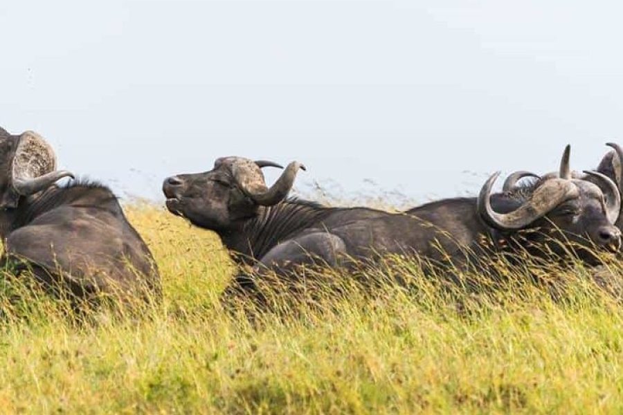 8 DAYS MORRISSA FANTASTIC SAFARI