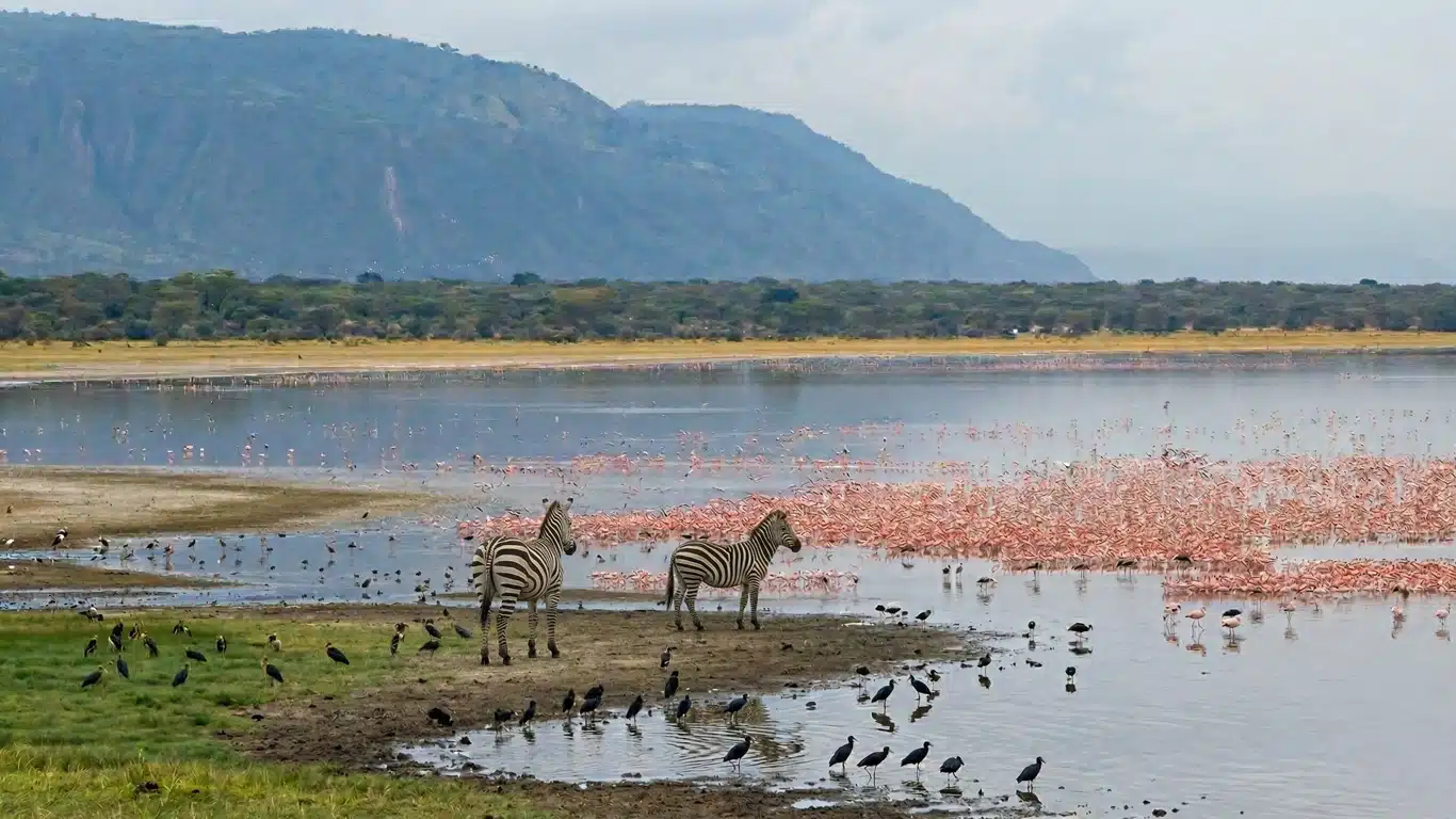  DAY 5: LAKE MANYARA 