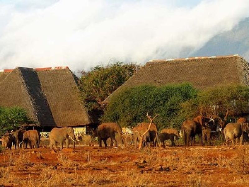 ngutuni-saltlick