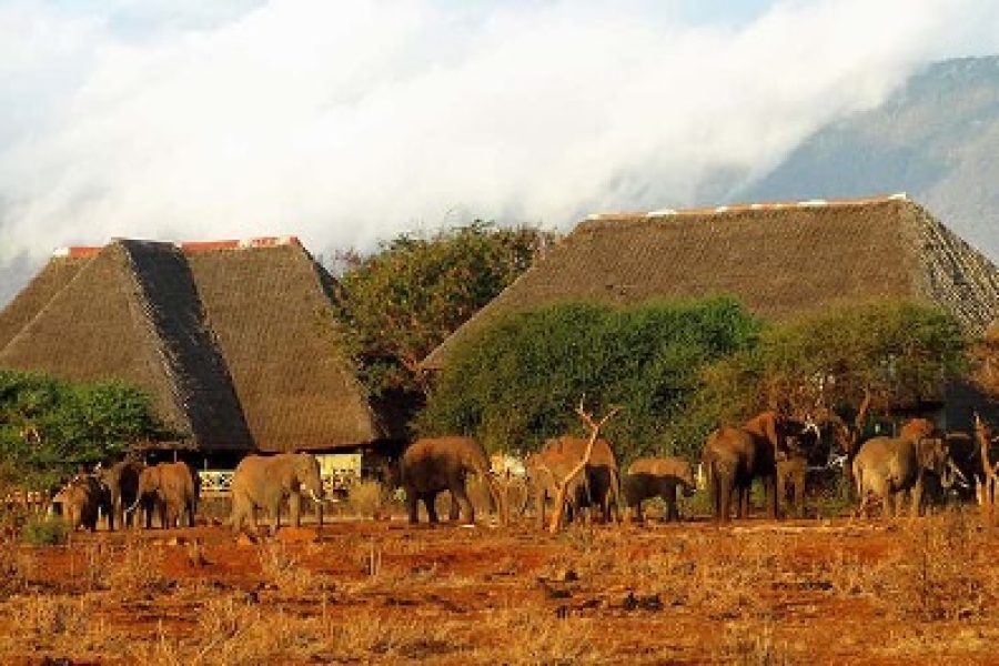 3 DAYS NGUTUNI – SALTLICK