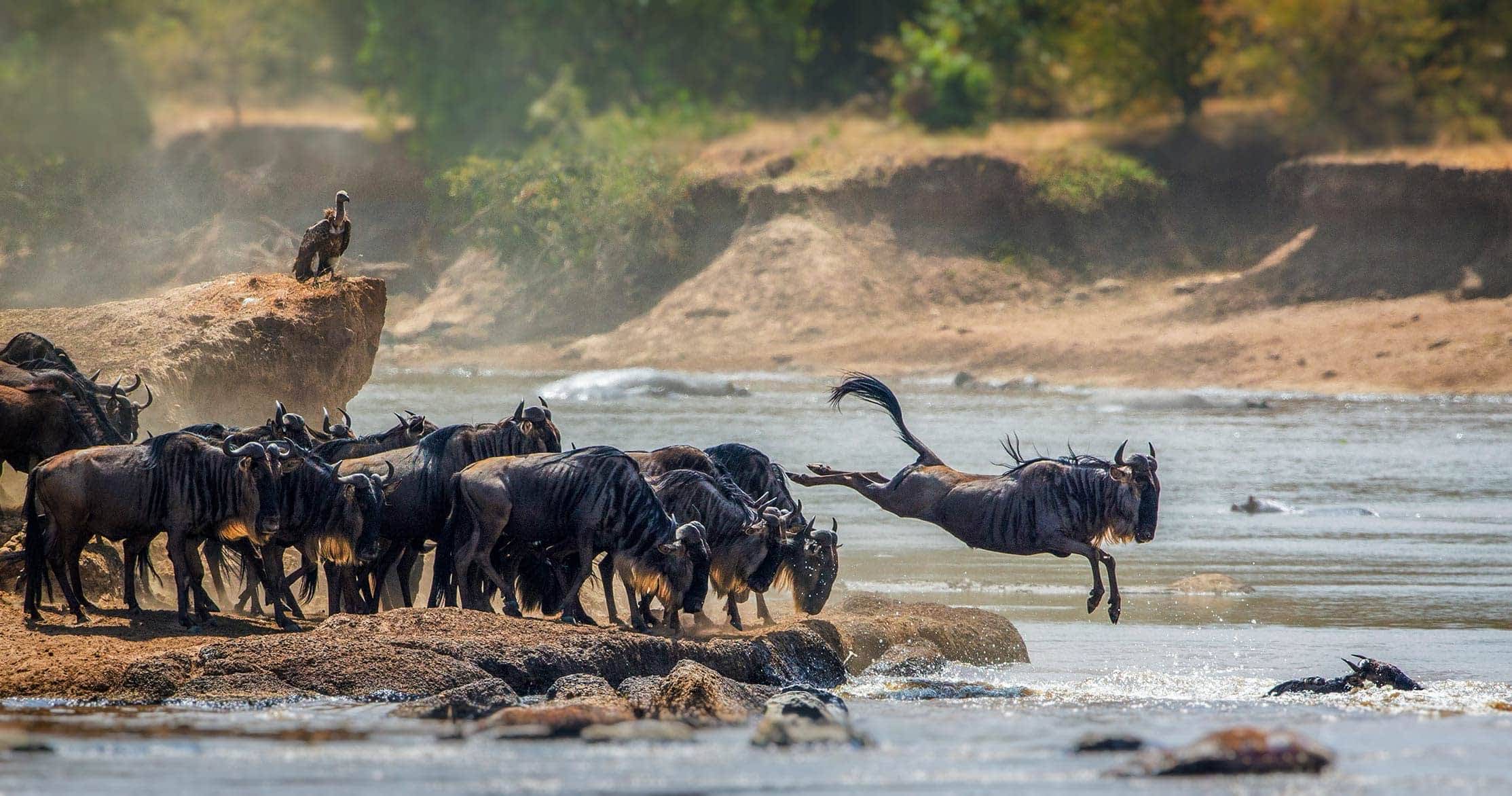 DAY 4: SERENGETI 