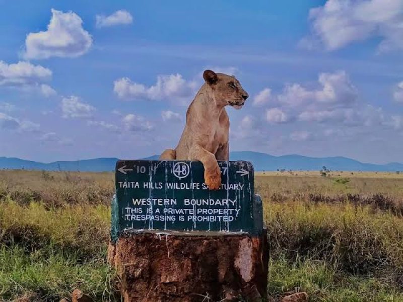 taita-hills-6