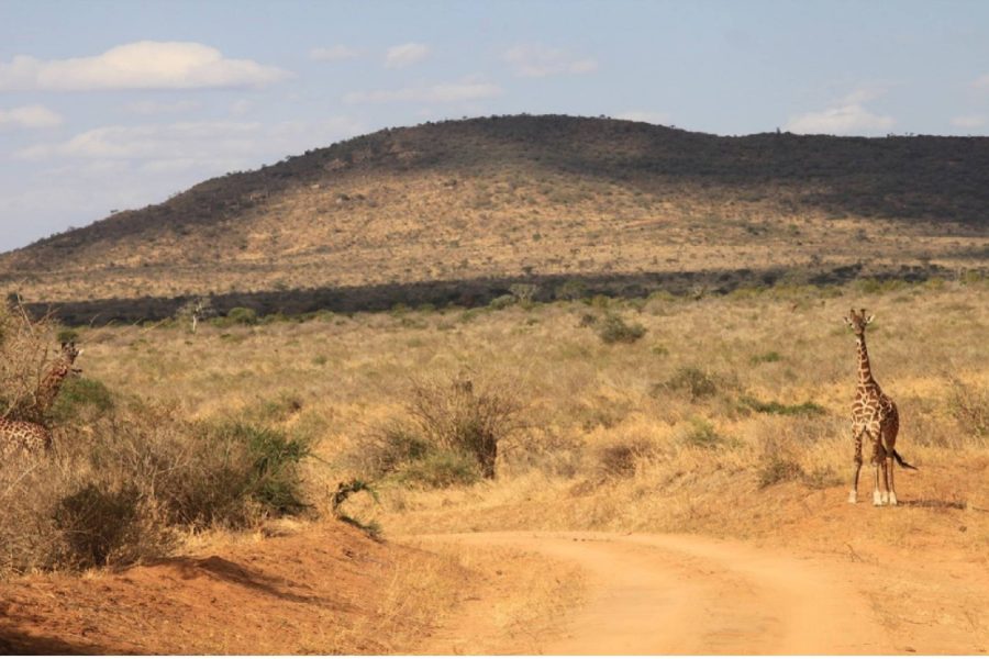 3 DAYS TSAVO EAST – TAITA HILLS (SALTLICK)