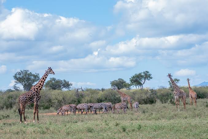 DAY 4: TSAVO EAST – MOMBASA 